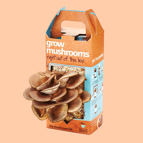 mushroom-packaging-wholesale mushroom-packaging-wholesale